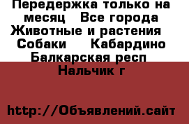 Передержка только на месяц - Все города Животные и растения » Собаки   . Кабардино-Балкарская респ.,Нальчик г.